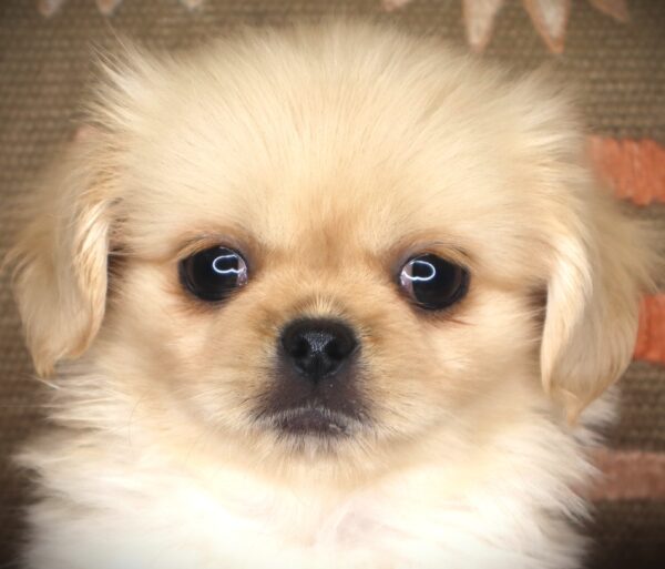 [#261479-02] Heimlich - Cream M Pekingese Puppies For Sale