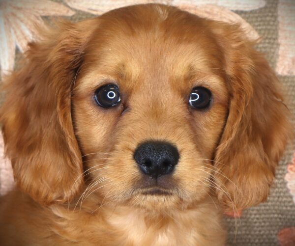 [#26232-02] Flick - Golden M Mini Golden Retriever Puppies For Sale