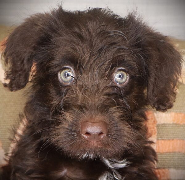 [#261757-01] Manny - Chocolate M Labradoodle Mini Puppies For Sale