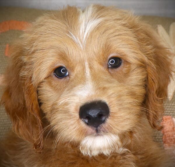 [#261735-09] Flora - Red F Goldendoodle Mini Puppies For Sale