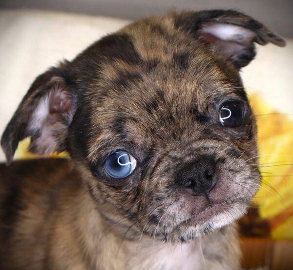[#261510-07] Dot - Fawn Merle F Bugg Puppies For Sale
