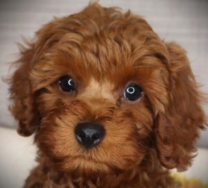 Petland Iowa City, Iowa Cavapoo puppy available
