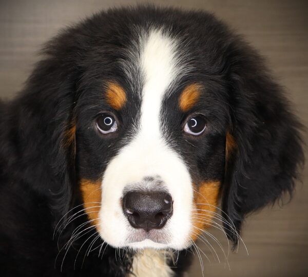 [#261826-07] Thumper - Black M Bernese Mountain Dog Puppies For Sale