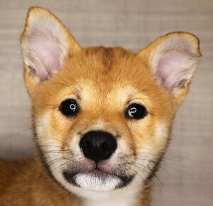 Shiba Inu (M) 24804