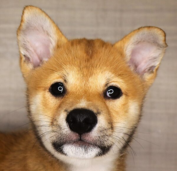 [#261837-03] Simba - Red Sesame M Shiba Inu Puppies For Sale