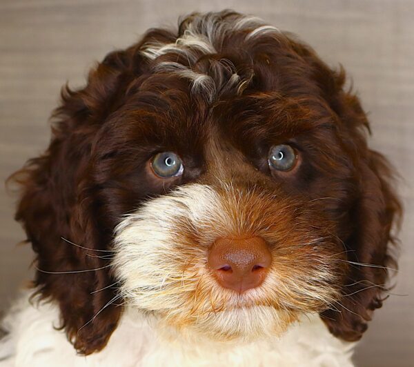 [#261792-03] Ozzy - Chocolate & White M Mini Goldendoodle 2nd Gen Puppies For Sale