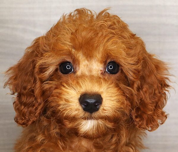 [#261771-05] Tyson - Apricot M Poodle Puppies For Sale