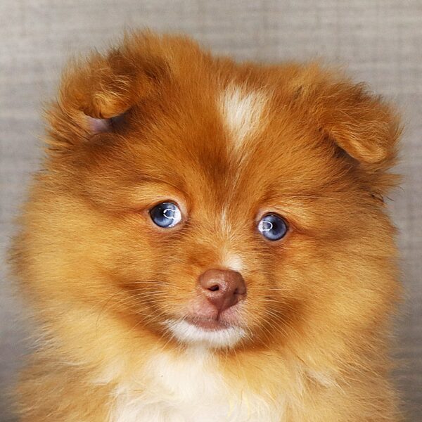 [#261950-02] Storm - Chocolate Merle M Pomeranian Puppies For Sale