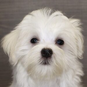 Petland Iowa City, Iowa Maltese puppy available
