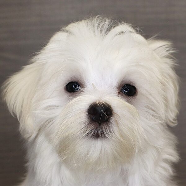 [#261722-02] Pablo - White M Maltese Puppies For Sale