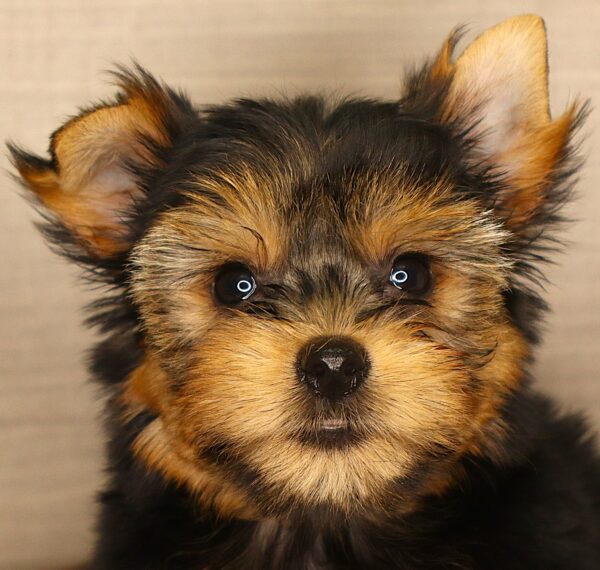 [#261872-05] Aspen - Black & Tan F Yorkshire Terrier Puppies For Sale