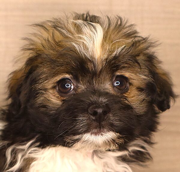 [#262311-03] Jake - Blue & White M Havapom Puppies For Sale
