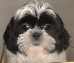 Petland Iowa City, Iowa Shih Tzu puppy available