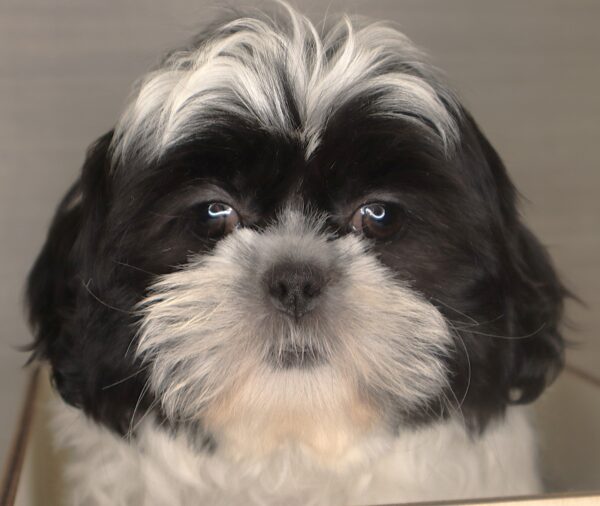 [#261932-03] Baby - Black & White F Shih Tzu Puppies For Sale