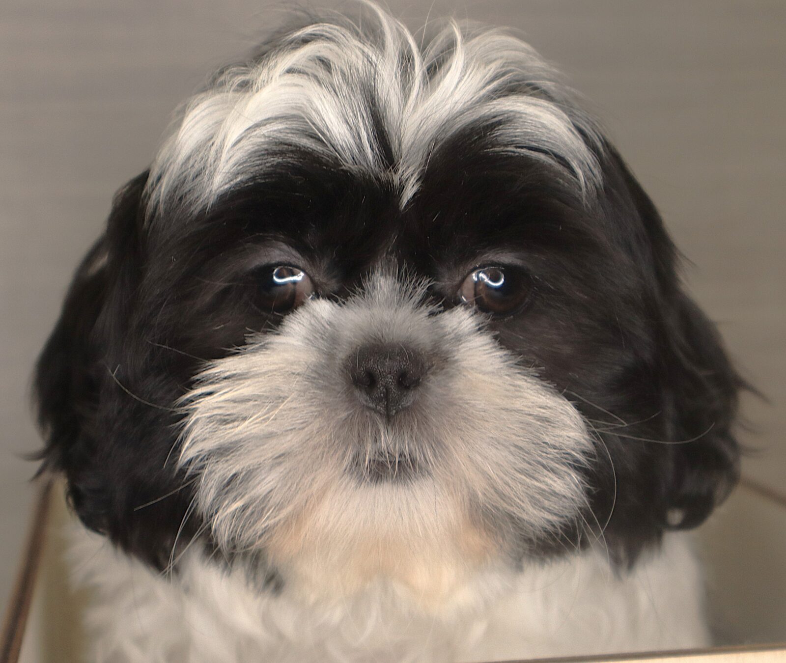 Shih Tzu in Cedar Rapids, IA