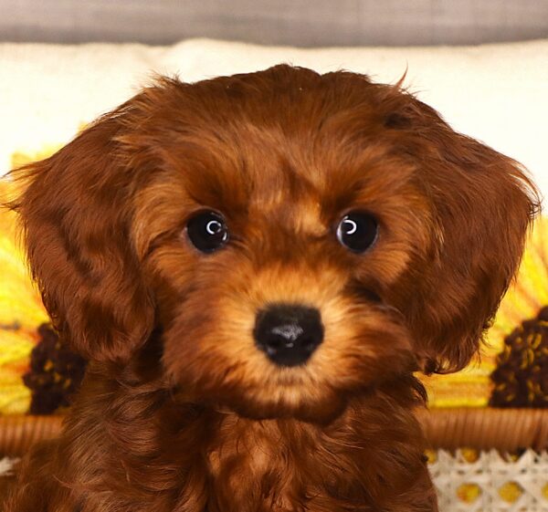 [#2619-05]  - Apricot F Cock A Poo 2nd Gen Puppies For Sale