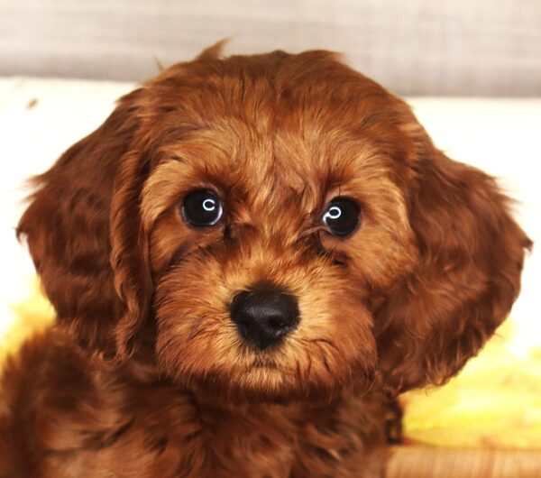 [#2619-01]  - Apricot M Cock A Poo 2nd Gen Puppies For Sale