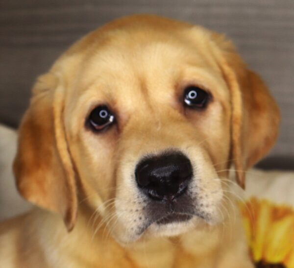 [#262098-04] Sweetie - Yellow F Labrador Retriever Puppies For Sale