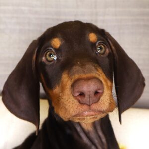 Petland Iowa City, Iowa Doberman Pinscher puppy available