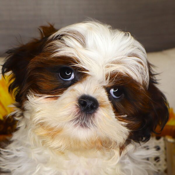 [#261898-02] Violet - Brown & White F Shih Tzu Puppies For Sale