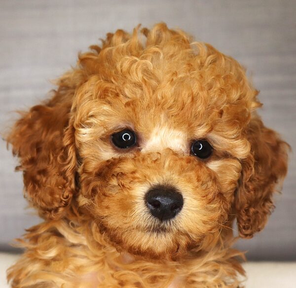 [#262240-05] Allie - Red F Poodle Puppies For Sale