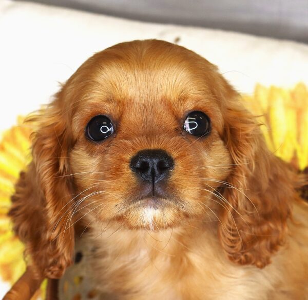 [#261846-02] Joey - Red M Cavalier King Charles Puppies For Sale