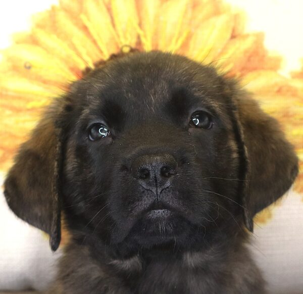 [#262051-05] Peanut - Brindle F English Mastiff Puppies For Sale