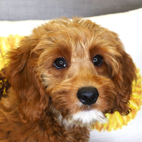 [#261624-03] Albert - Apricot M Mini Goldendoodle 2nd Gen Puppies For Sale