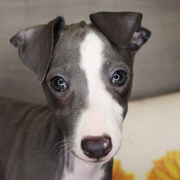 [#261874-06] Diamond - Blue F Italian Greyhound Puppies For Sale