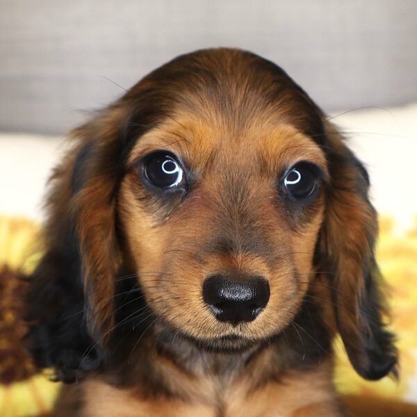 [#261939-02] Denver - Red Sable M Dachshund Puppies For Sale