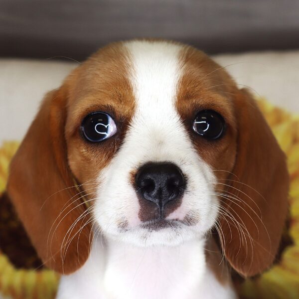 [#262304-06] Piper - Lemon F Beaglier Puppies For Sale