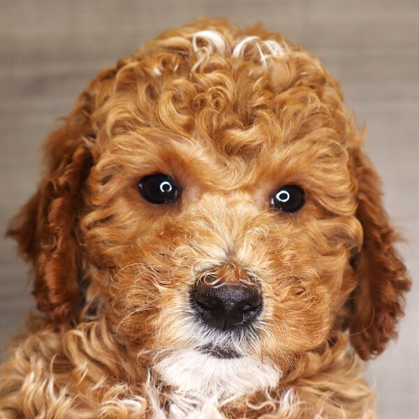 [#261895-05] Eva - Red F Mini Goldendoodle 2nd Gen Puppies For Sale