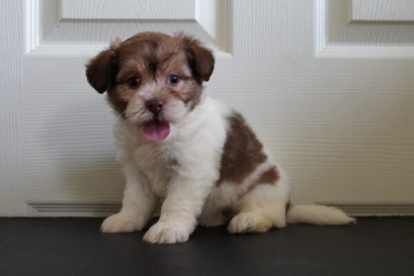 [#261899-05] Casey - Chocolate & White F Havanese Puppies For Sale