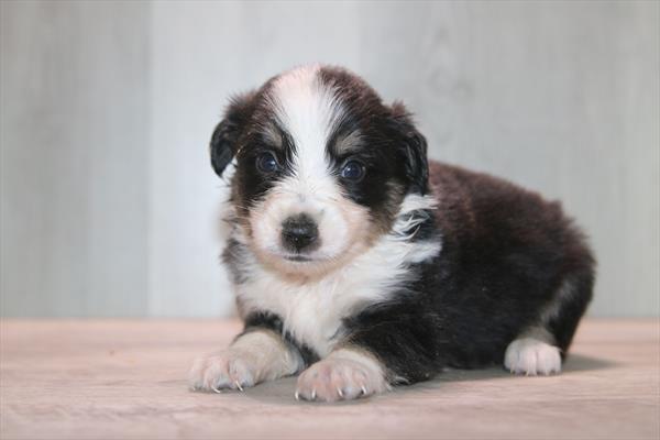 [#26276-09] Pixie - Black F Miniature Australian Shepherd Puppies For Sale