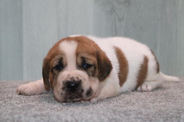 [#26274-06] Annie - Brown / White F Mini Walrus Puppies For Sale