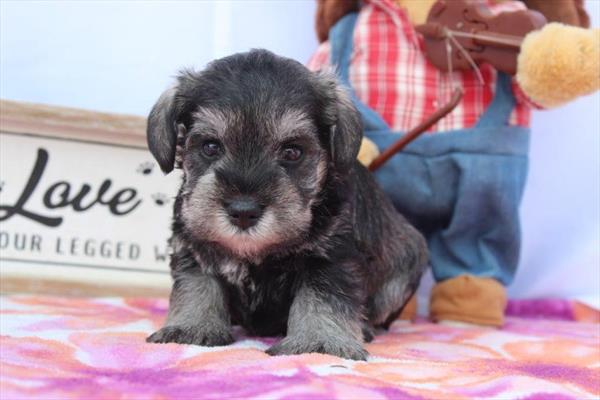 [#261738-03] Mila - Salt / Pepper F Miniature Schnauzer Puppies For Sale