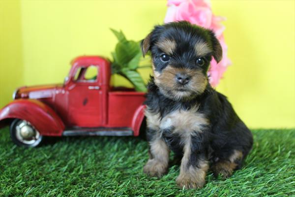 [#261794-05] Zahara - Black / Tan F Yorkshire Terrier Puppies For Sale