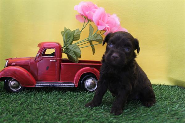 [#261803-02] Zorro - Chocolate M Schnoodle Puppies For Sale
