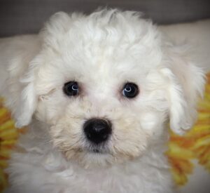 Petland Iowa City, Iowa Bichon Frise puppy available