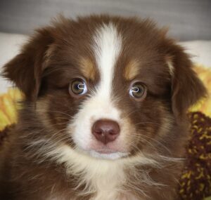 Petland Iowa City, Iowa Australian Shepherd puppy available