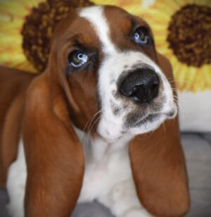 Petland Iowa City, Iowa Basset Hound puppy available