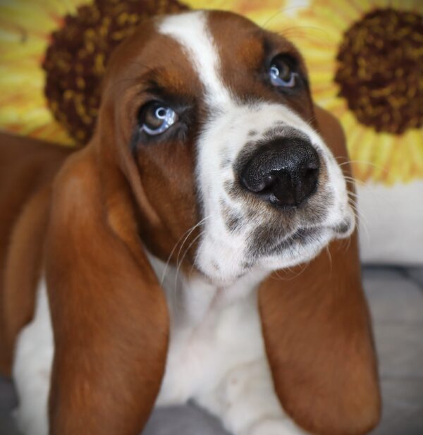 [#262101-02] Lucky - Red & White F Basset Hound Puppies For Sale