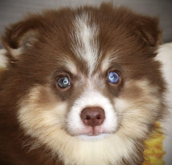 [#261955-01] Dylan - Chocolate & White M Pomsky Puppies For Sale