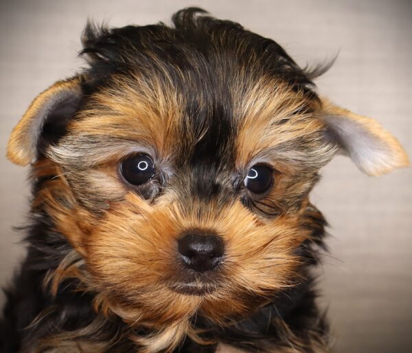[#261661-01]  - Black / Tan M Yorkshire Terrier Puppies For Sale