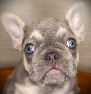 Petland Iowa City, Iowa French Bulldog puppy available