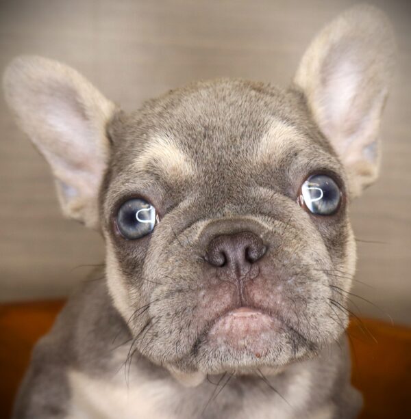 [#261559-02]  - Lilac / Tan M French Bulldog Puppies For Sale