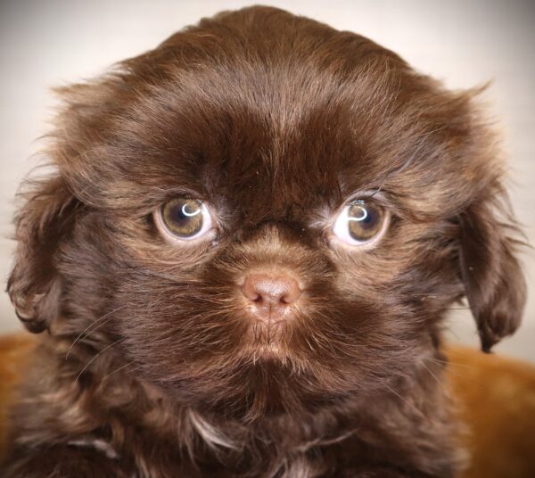 [#261540-07]  - Brown / White F Shih Tzu Puppies For Sale