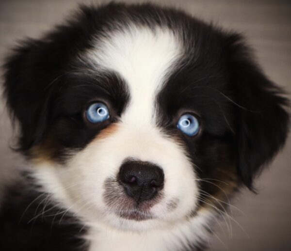[#262111-03] Bailey - Black F Mini Australian Shepherd Puppies For Sale