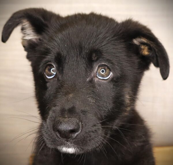 [#26264-06]  - Black / Tan M German Shepherd Dog Puppies For Sale