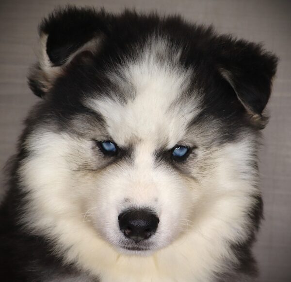 [#262013-01] Lulu - Black & White F Siberian Husky Puppies For Sale